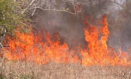 Feux de végétation – Alerte exceptionnelle sur Cayenne et Matoury