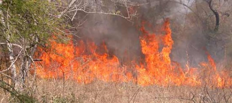 Feux de végétation – Alerte exceptionnelle sur Cayenne et Matoury