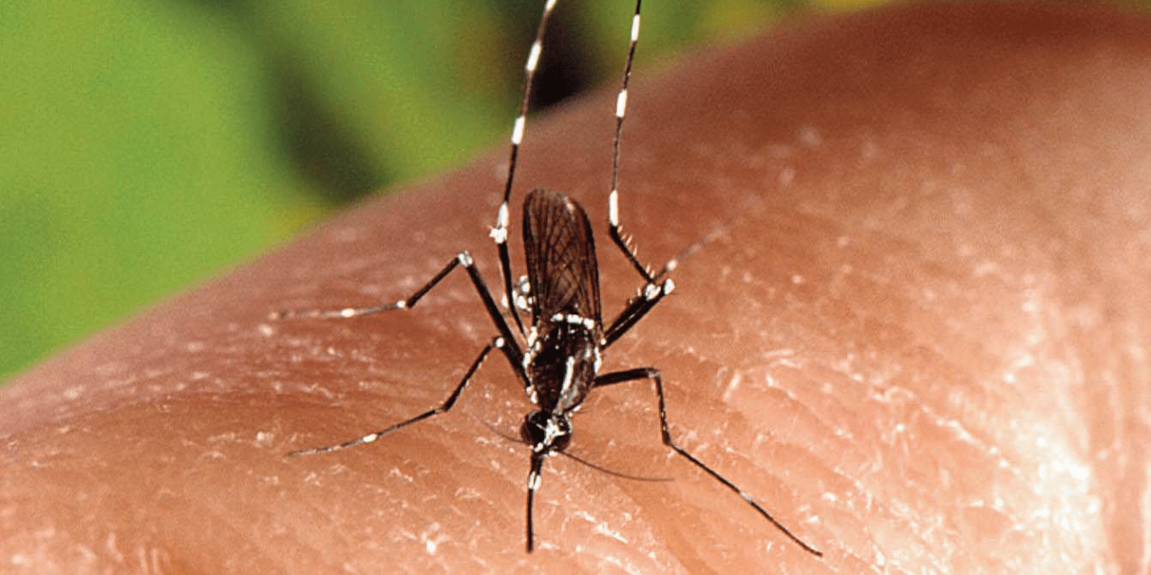 L’épidémie de Zika est terminée en Guyane française