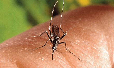 L’épidémie de Zika est terminée en Guyane française