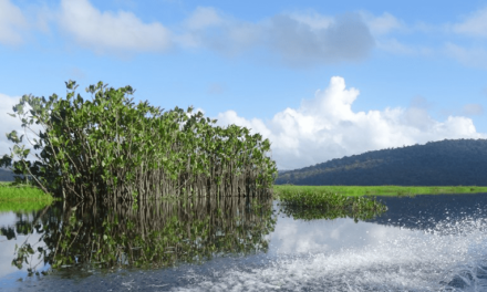 Marais de Kaw : la rixe continue entre la Deal et les acteurs du tourisme