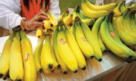La banane antillaise interpelle l’UE sur les « fausses » bananes bio hors UE