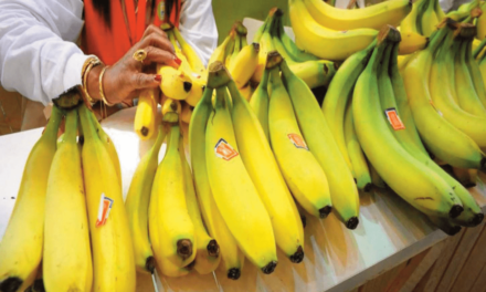 La banane antillaise condamnée à retirer sa campagne « mieux que bio »