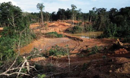Guyane : nombre record de sites aurifères illicites dans le parc amazonien
