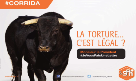 La SPA lance une guerre judiciaire contre la corrida et autres « tortionnaires des bêtes »