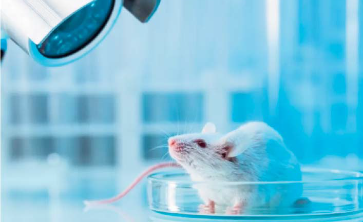 Le chlordécone nuit à la fertilité des souris sur plusieurs générations