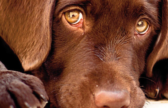 Bien-être animal : une préoccupation croissante