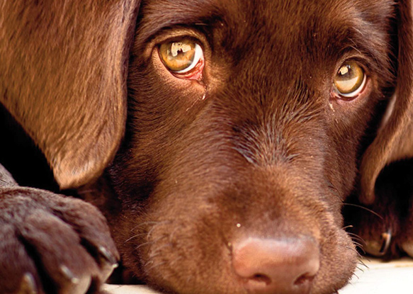 Bien-être animal : une préoccupation croissante