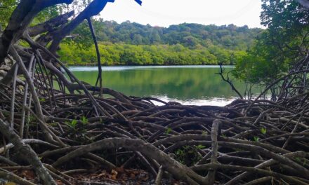 Mangroves : des écosystèmes tropicaux sous pression
