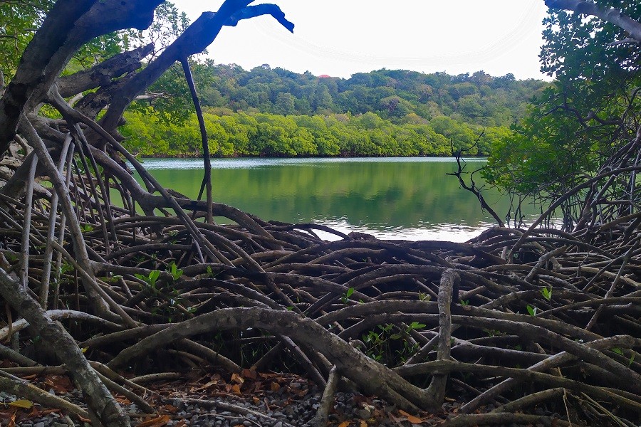 Mangroves : des écosystèmes tropicaux sous pression