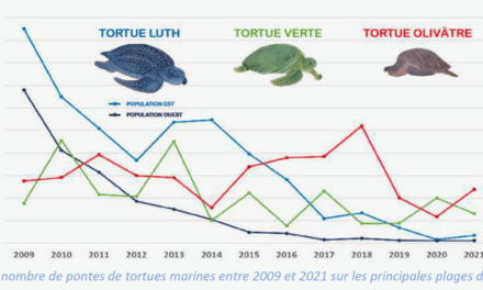 Un bilan des pontes 2021 préoccupant pour les tortues marines de Guyane