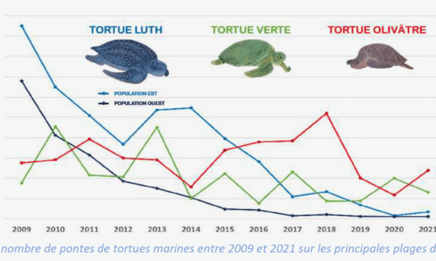 Un bilan des pontes 2021 préoccupant pour les tortues marines de Guyane