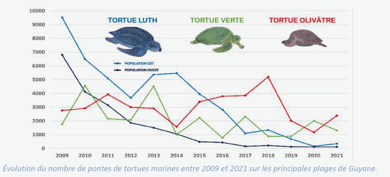 Un bilan des pontes 2021 préoccupant pour les tortues marines de Guyane