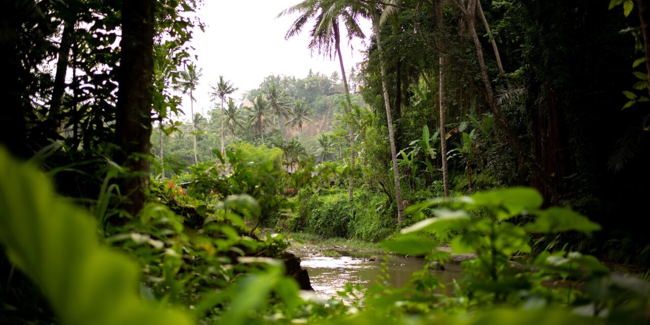 Espèces envahissantes, quels risques en Guyane ?