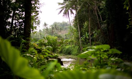 Espèces envahissantes, quels risques en Guyane ?