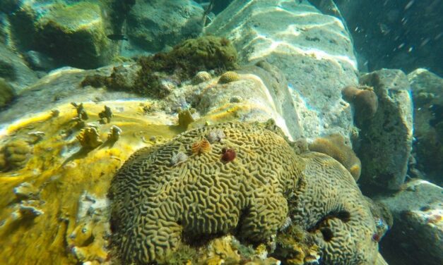 Un nouvel appel à projets pour protéger les récifs coralliens dans les DROM et les COM.