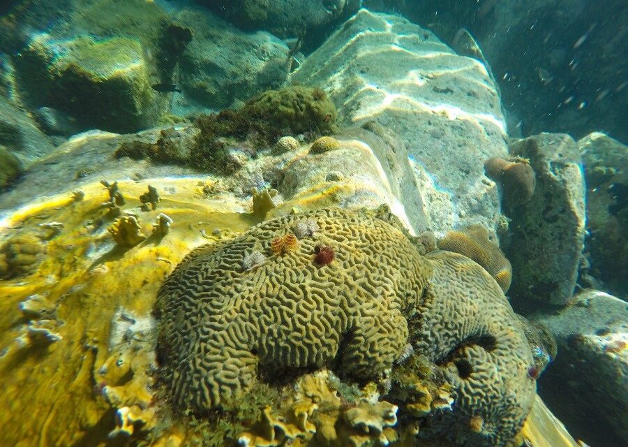 Un nouvel appel à projets pour protéger les récifs coralliens dans les DROM et les COM.