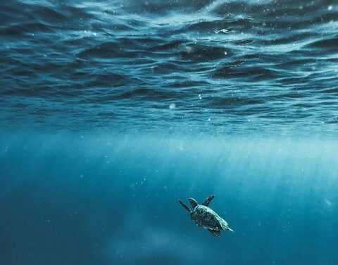 Environnement : quelles politiques pour les questions maritimes à court terme ?