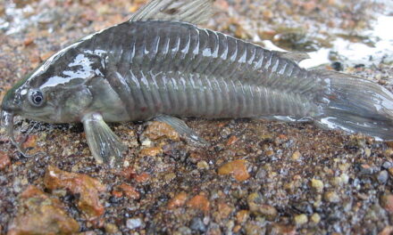 La déforestation en Guyane entraîne un “déclin drastique” des poissons et grands mammifères