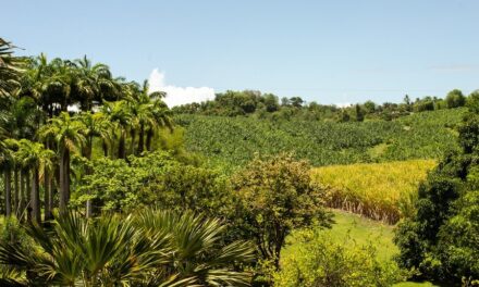 Stockage du carbone : les sols ultramarins plus efficaces que ceux de l’Hexagone ? 