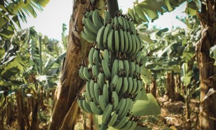 État des lieux de l’agriculture aux Antilles-Guyane