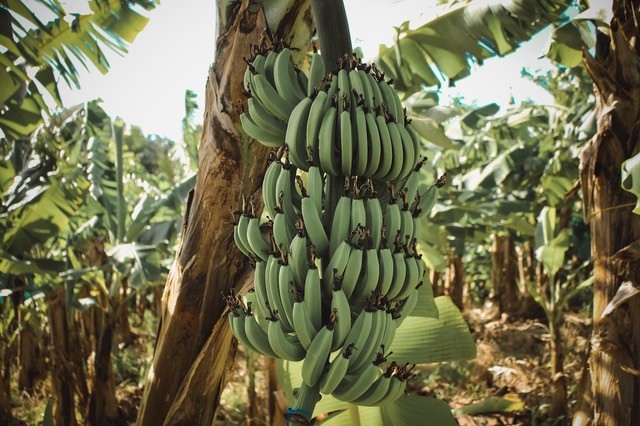 État des lieux de l’agriculture aux Antilles-Guyane