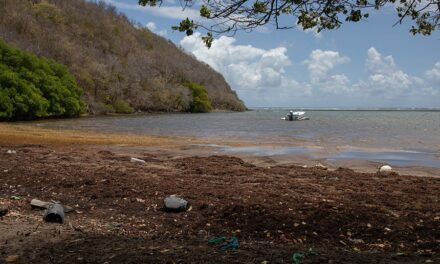 Des chercheurs mexicains publient une étude sur la croissance des sargasses pour mieux les comprendre