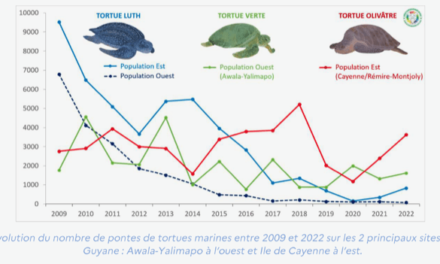 Tortues marines : un bilan encourageant marqué par de nombreuses menaces