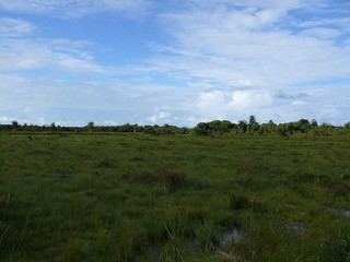 Savanes de Guyane : des espaces riches mais vulnérables