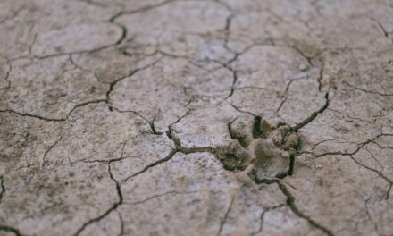 Sécheresse et manque d’accès à l’eau en outre-mer, l’ONU tire la sonnette d’alarme