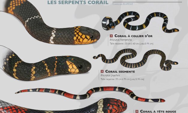 Bientôt des antivenins guyanais contre les morsures de serpent