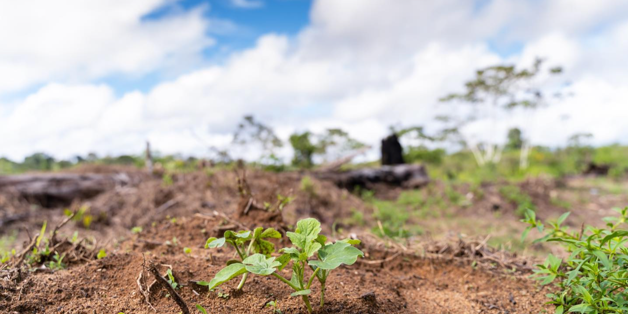 La filière de produits issus d’abattis se structure en Guyane