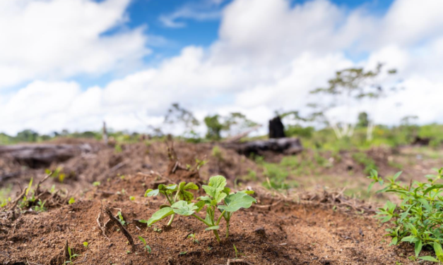 La filière de produits issus d’abattis se structure en Guyane