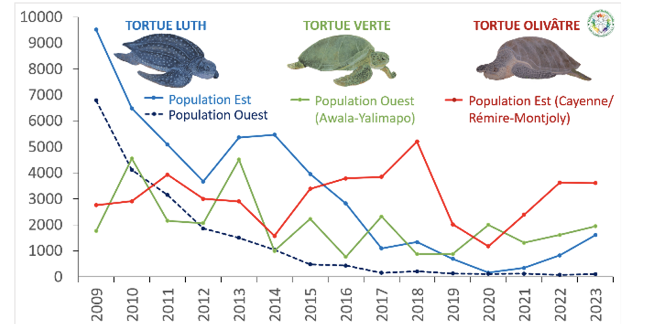 Tortues de Guyane : des pontes en hausse, mais des menaces encore nombreuses en 2023