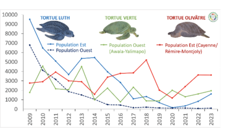 Tortues de Guyane : des pontes en hausse, mais des menaces encore nombreuses en 2023