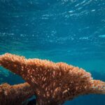 Le programme de préservation des récifs coralliens s’adapte aux enjeux actuels