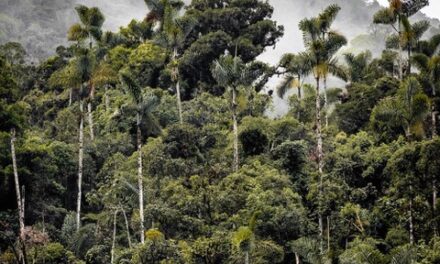 La Cour des comptes dresse un constat alarmant de la gestion de la forêt guyanaise