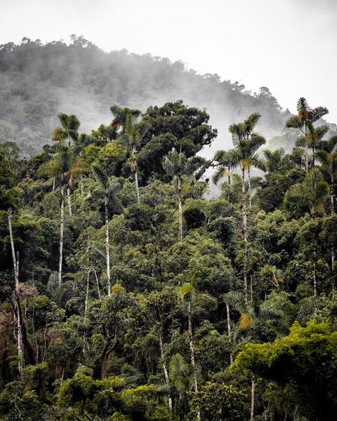 La Cour des comptes dresse un constat alarmant de la gestion de la forêt guyanaise