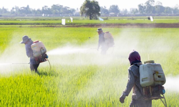 Agriculture et santé : la Guyane attend des contrôles renforcés sur les importations