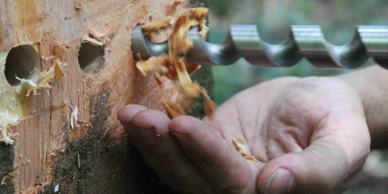 Le bois local au cœur des constructions durables