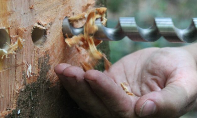 Le bois local au cœur des constructions durables