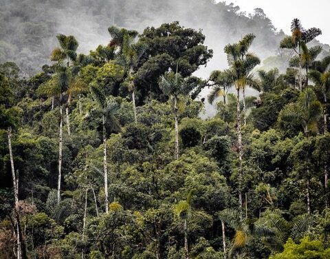 Rencontre autour des enjeux environnementaux en Guyane