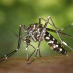 La Guyane anticipe un risque d’épidémie de Chikungunya