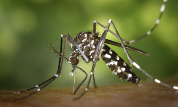 La Guyane anticipe un risque d’épidémie de Chikungunya