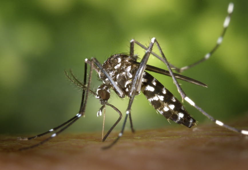 La Guyane anticipe un risque d’épidémie de Chikungunya