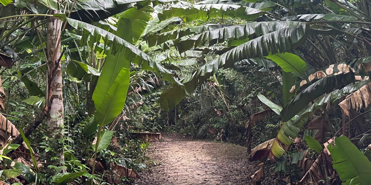 L’ONF et l’IGN réalisent un premier inventaire des forêts pour mieux connaître la richesse guyanaise