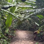 L’ONF et l’IGN réalisent un premier inventaire des forêts pour mieux connaître la richesse guyanaise 