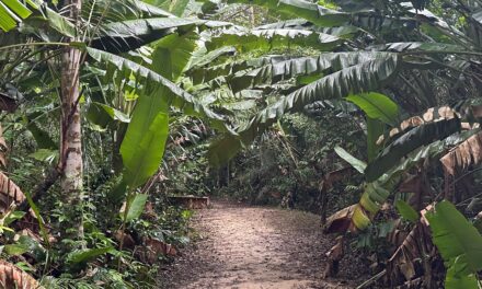 L’ONF et l’IGN réalisent un premier inventaire des forêts pour mieux connaître la richesse guyanaise 