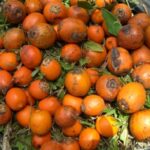 Projet Wara : des recherches scientifiques pour valoriser les palmiers awara