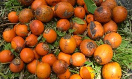 Projet Wara : des recherches scientifiques pour valoriser les palmiers awara